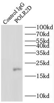 POLR2D Antibody