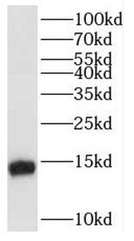 POLR2F Antibody