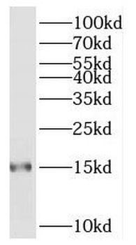 POLR2I Antibody