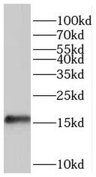 POMP Rabbit Polyclonal Antibody