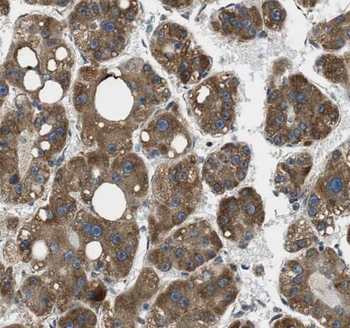 POMP Rabbit Polyclonal Antibody
