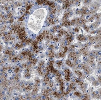 PON1 Antibody