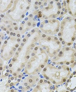 POP4 Antibody