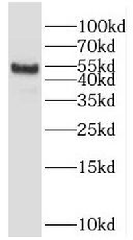 POTEA Antibody