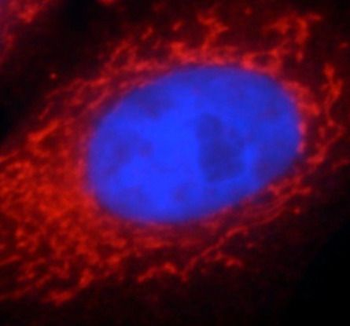 PPARG Antibody