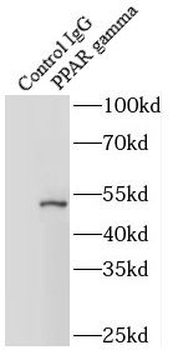 PPARG Antibody