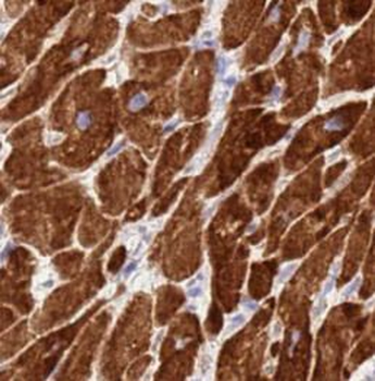 PPARG Antibody