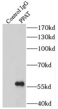 PPAT Antibody