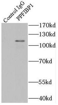 PPFIBP1 Antibody
