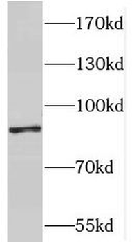 PPIG Antibody