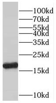 PPIH Antibody