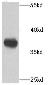 PPP1CC Antibody