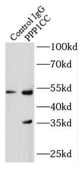 PPP1CC Antibody