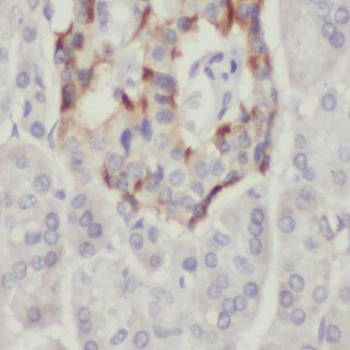 PPP1CC Antibody