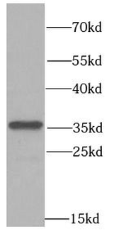PPP4C Antibody