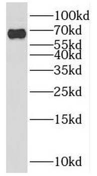 PPWD1 Rabbit Polyclonal Antibody