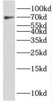 PRAM1 Antibody
