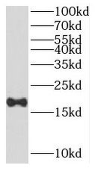 PRAP1 Antibody