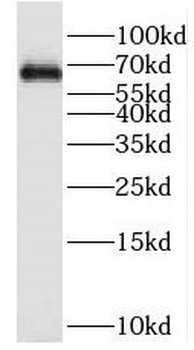 PRC1 Antibody