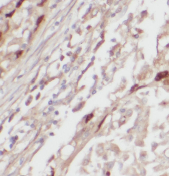 PRCP Antibody
