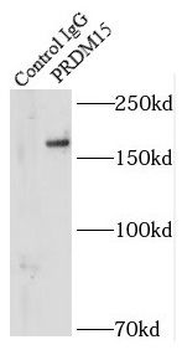 PRDM15 Antibody