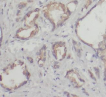 PRDX4 Antibody