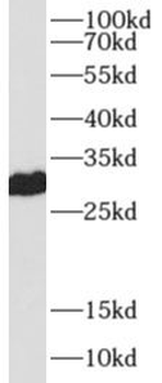 PRDX4 Mouse Monoclonal Antibody