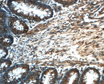 PRDX4 Mouse Monoclonal Antibody