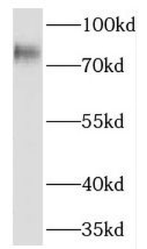 PREP Antibody