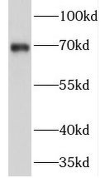 PRICKLE3 Antibody
