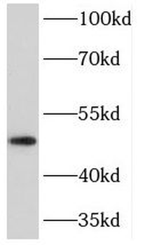 PRKAR1B Rabbit Polyclonal Antibody