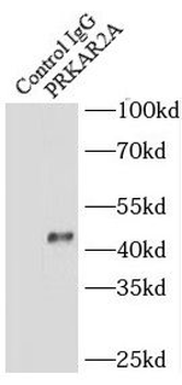 PRKAR2A Antibody