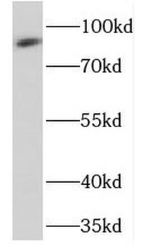 PRKG2 Antibody