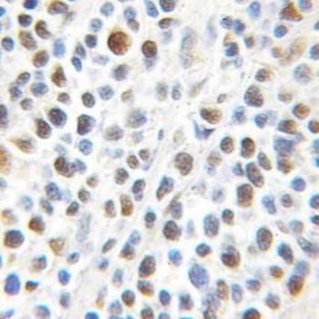 PRMT1 Antibody