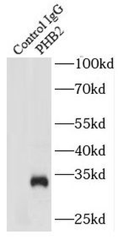 PHB2 Antibody