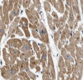 PHB2 Antibody