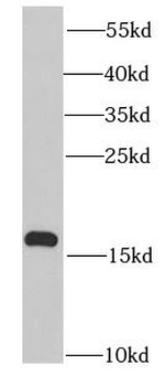 PROK2 Antibody