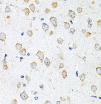 PROK2 Antibody