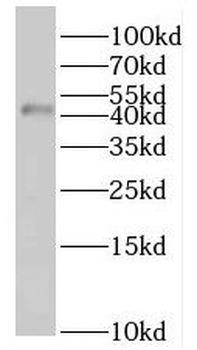 SERPINA5 Antibody