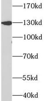 PRPF40A Antibody