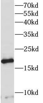PRR13 Antibody