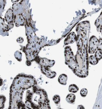 PRR5 Antibody
