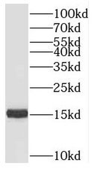PRRG2 Antibody