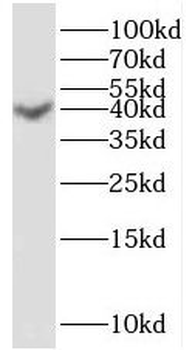 PRSS8 Antibody