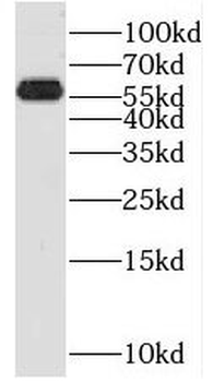 PRUNE1 Antibody