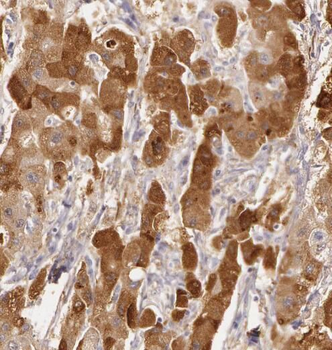 PRUNE1 Antibody
