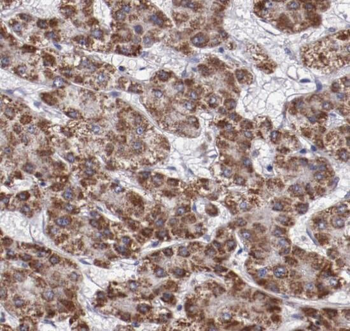 PSAP Rabbit Polyclonal Antibody