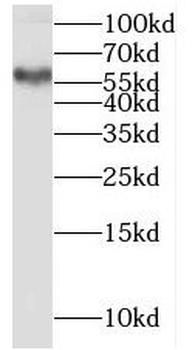 PSAPL1 Antibody