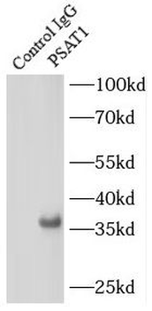PSAT1 Antibody