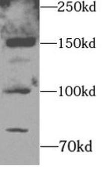 SELP Antibody